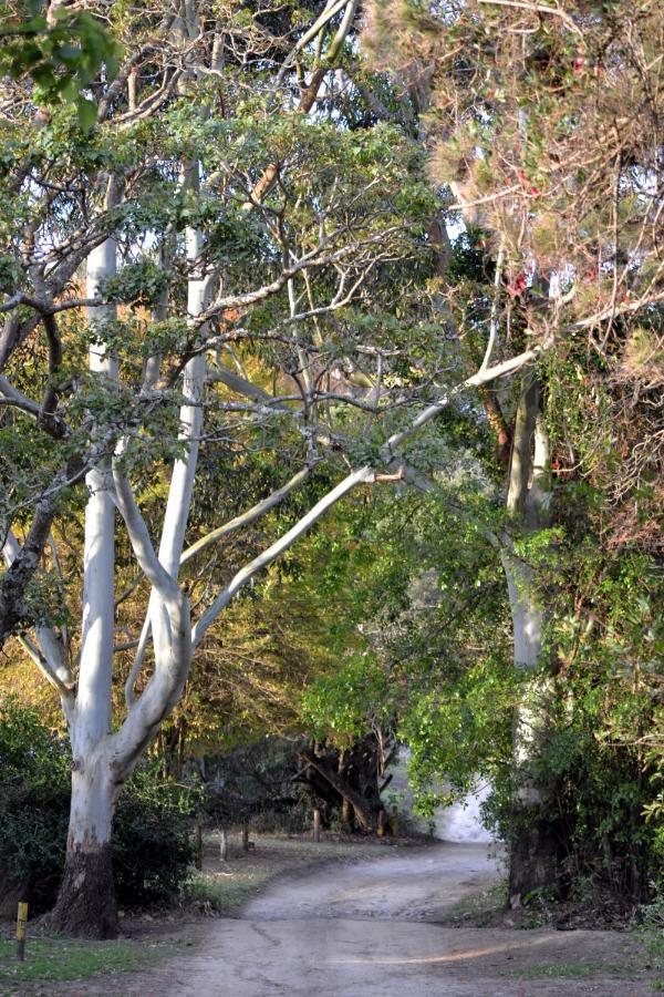Driftwood Treehouse Hotel Sunrise-on-Sea Exterior photo